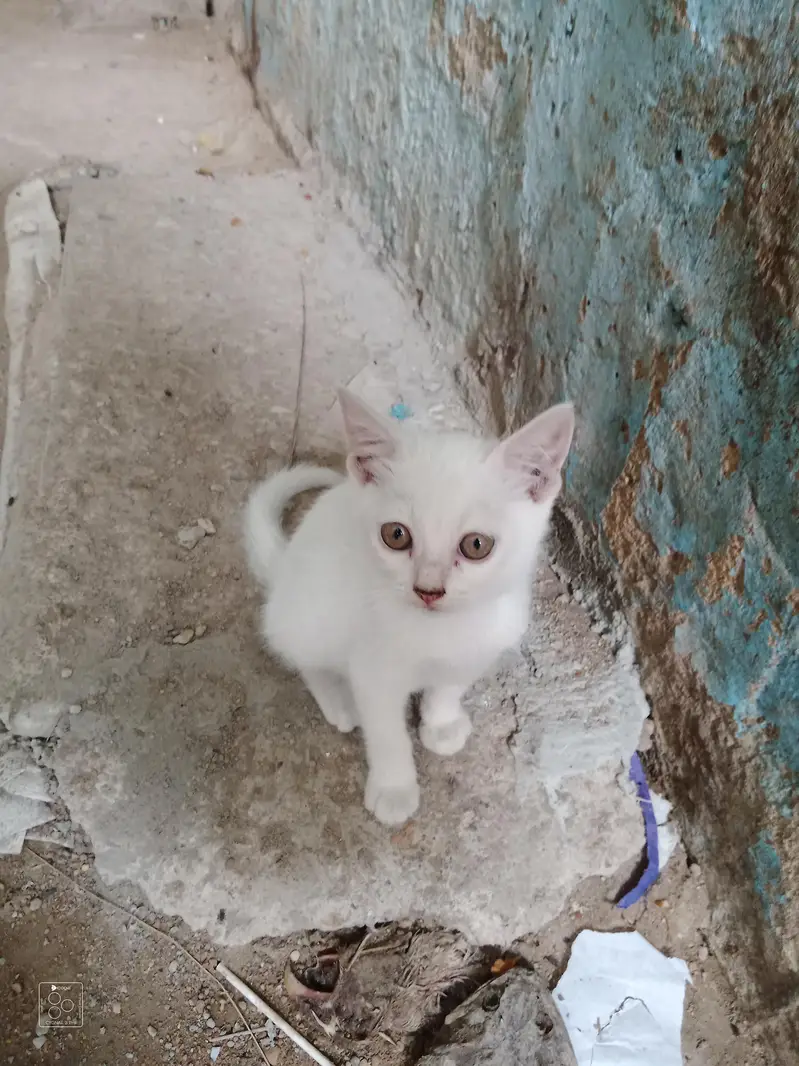 domestic Kitten