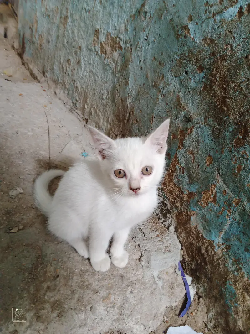 domestic Kitten — photo 2