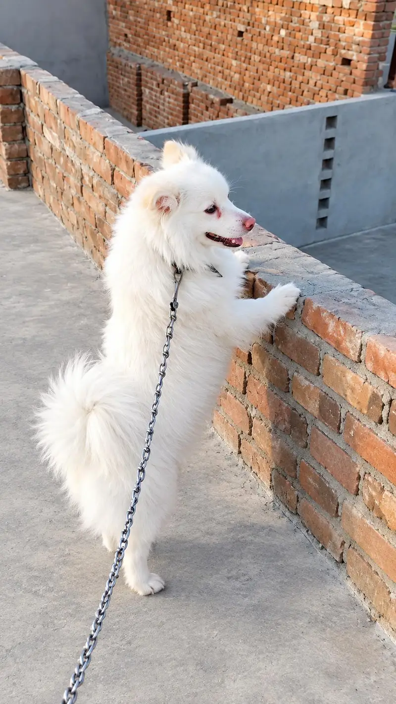Beautiful White Female Russian Dog for Sale — photo 3