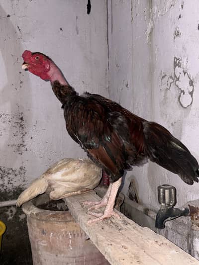 Aseel murga for sale, watts app no# 0344-1407625