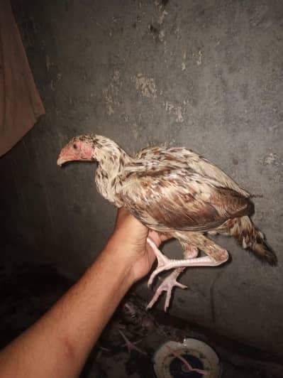 asil chiks urgent for sale