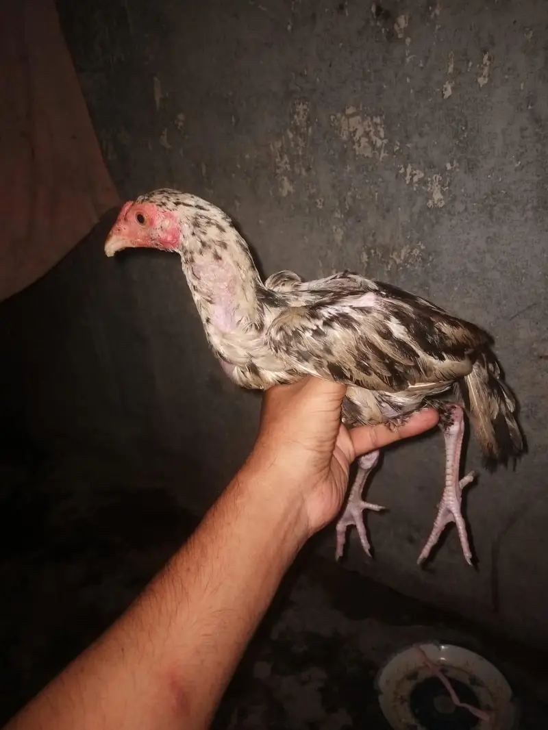 asil chiks urgent for sale — photo 2