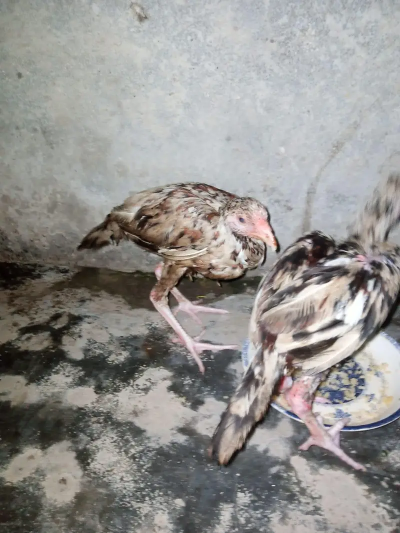 asil chiks urgent for sale — photo 3