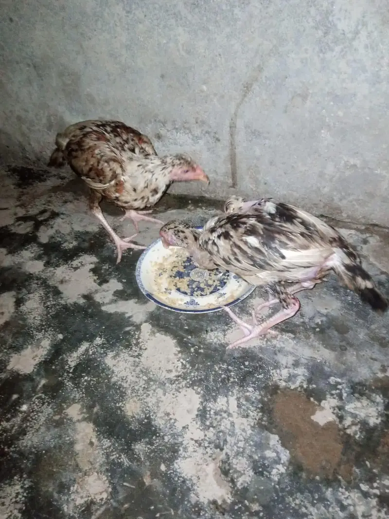 asil chiks urgent for sale — photo 4