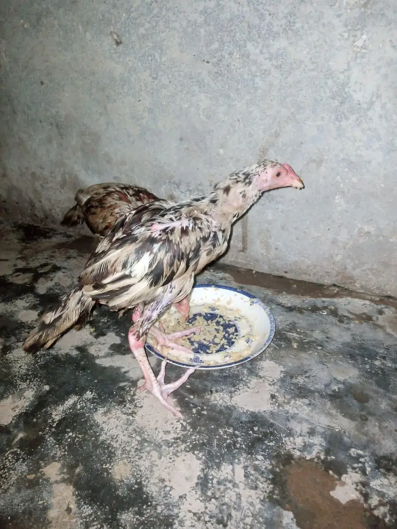 asil chiks urgent for sale — photo 5