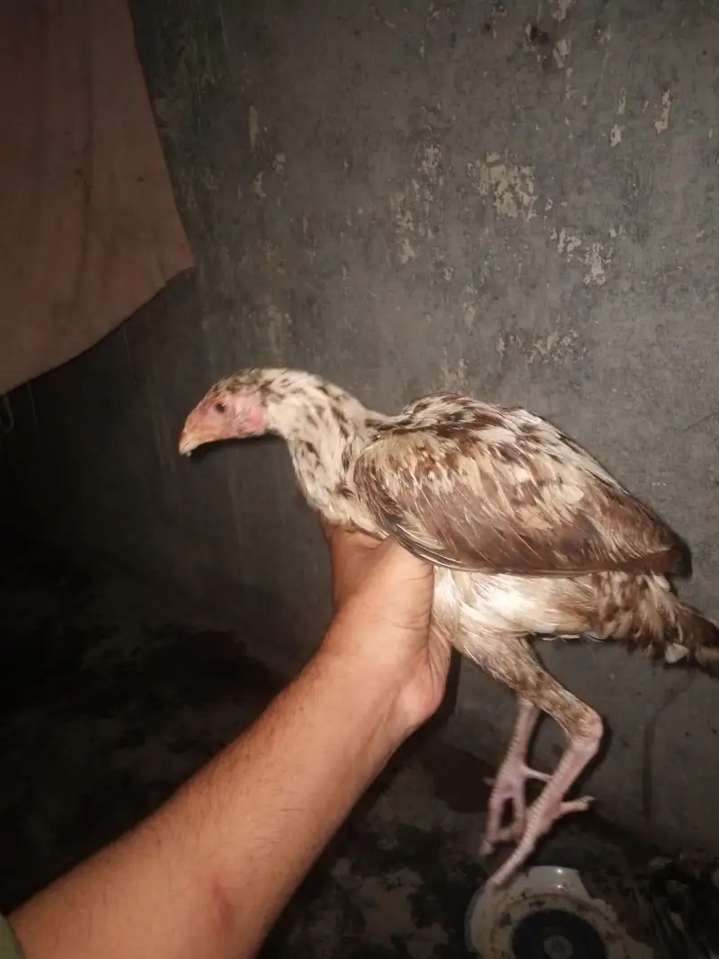 asil chiks urgent for sale — photo 6