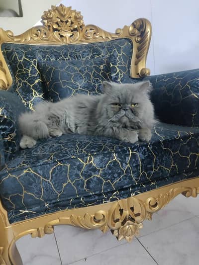 male cat for stud