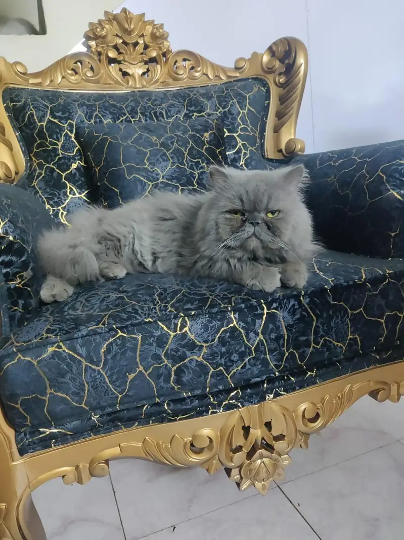 male cat for stud