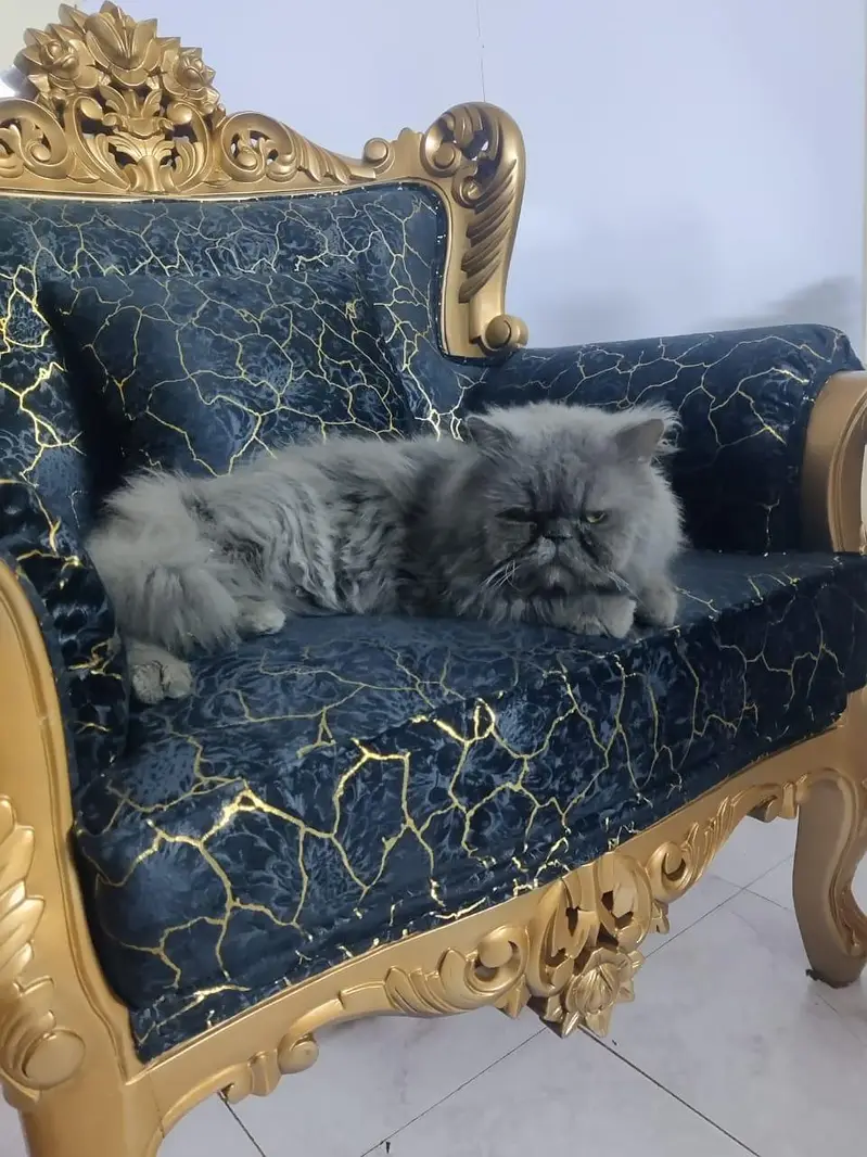 male cat for stud — photo 2