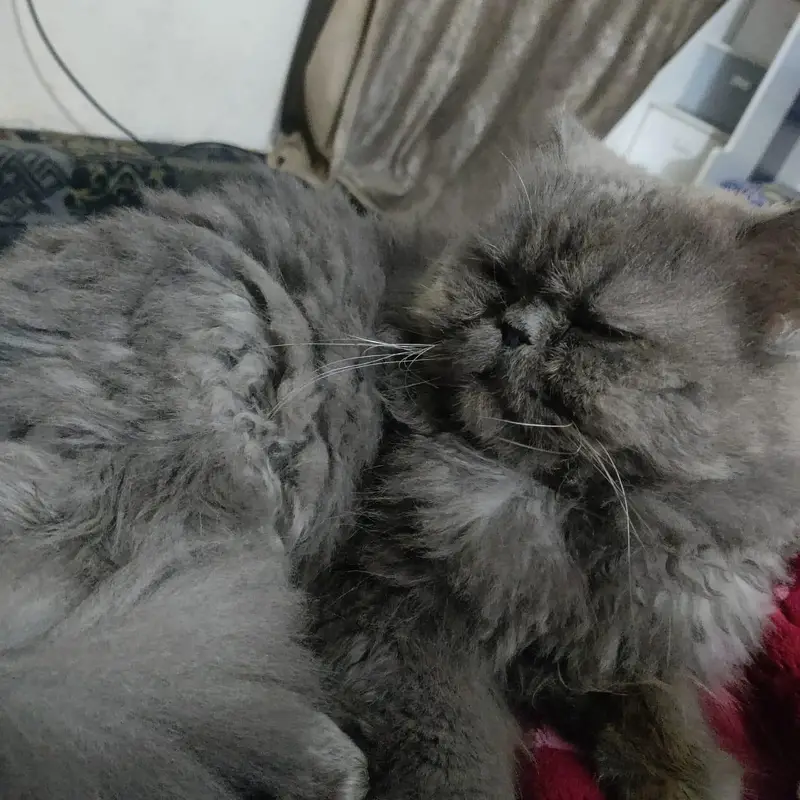 male cat for stud — photo 4