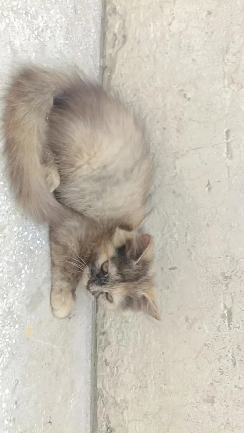 male cat for stud — photo 6