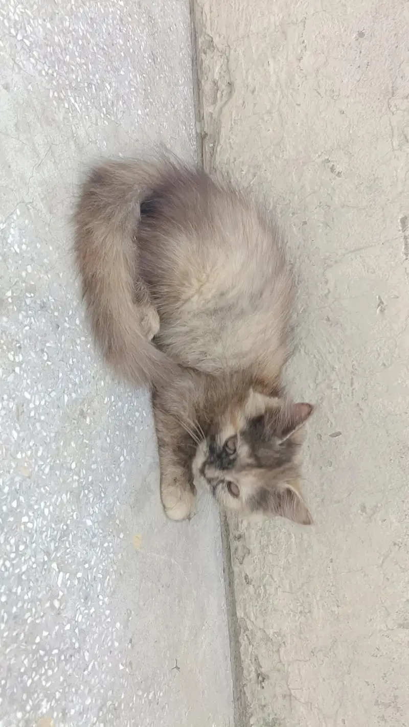 male cat for stud — photo 7