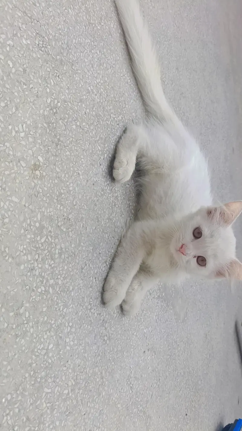 male cat for stud — photo 8