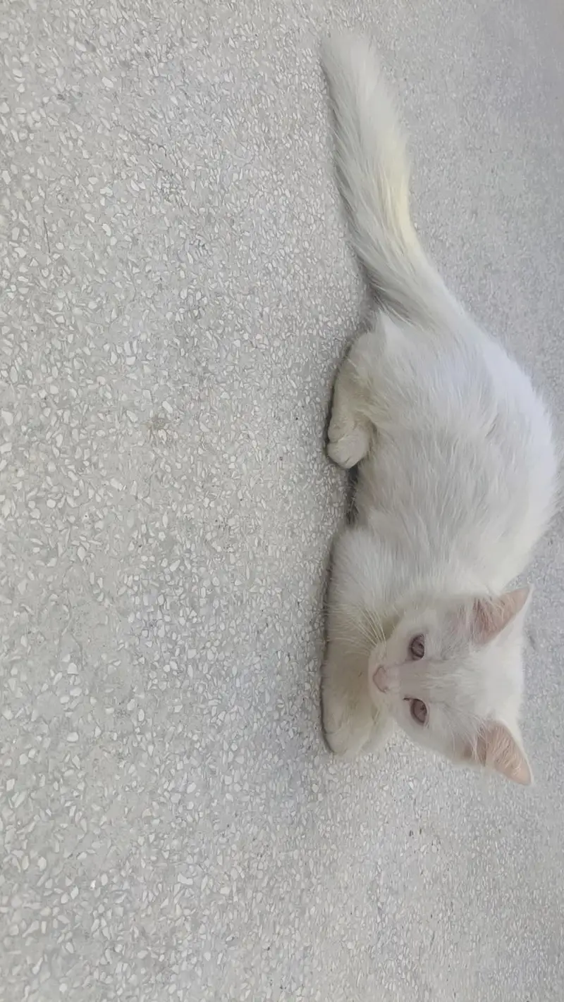 male cat for stud — photo 9