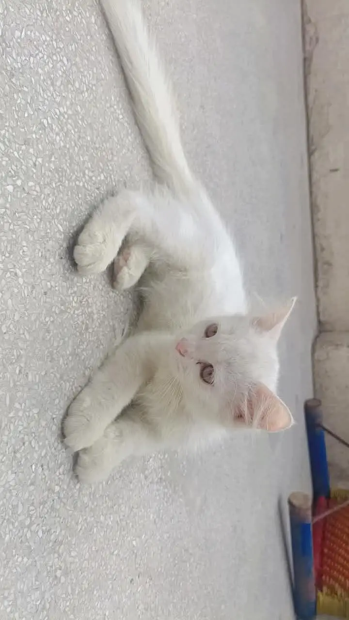 male cat for stud — photo 10