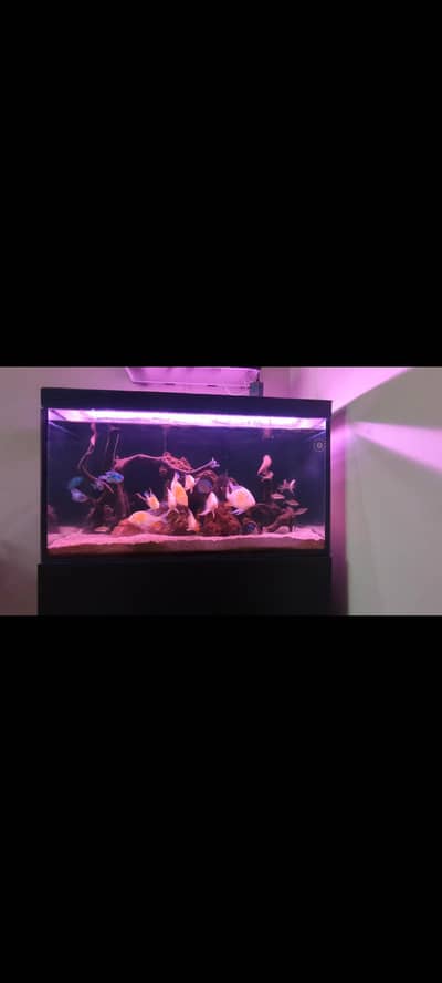 3Feet Aquarium Sell