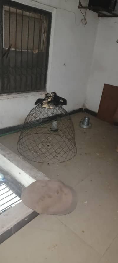 austrolop chicks for sale