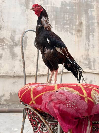 home breed aseel