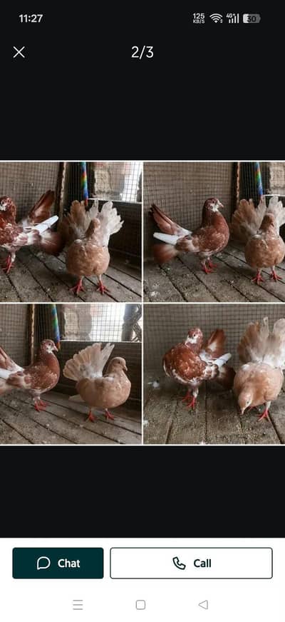 laka pigeon & kabootar