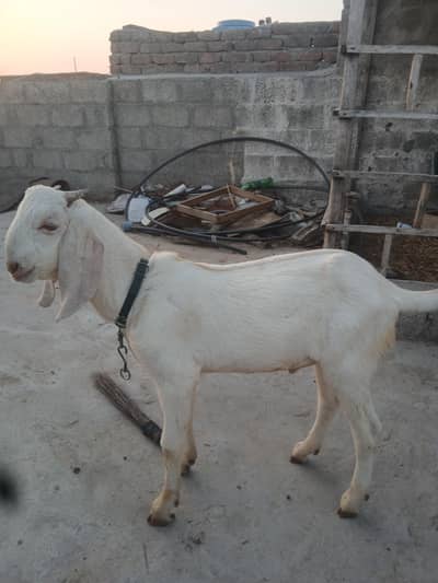 healthy bakra qurbani ke lia