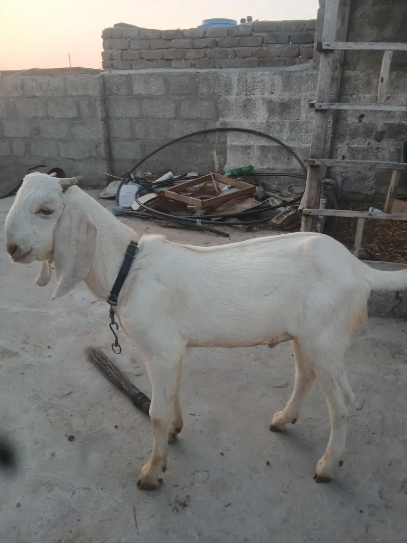 healthy bakra qurbani ke lia