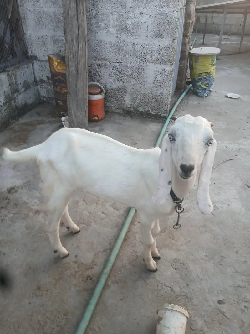 healthy bakra qurbani ke lia — photo 2