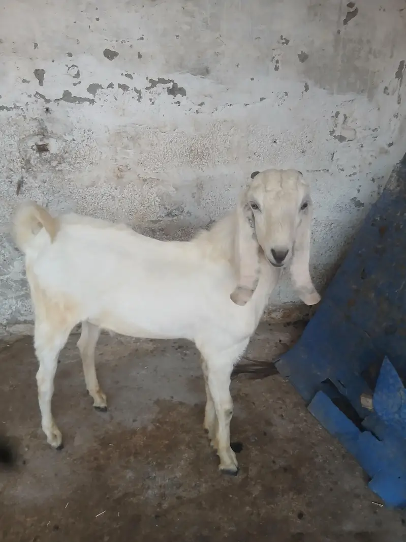 healthy bakra qurbani ke lia — photo 3