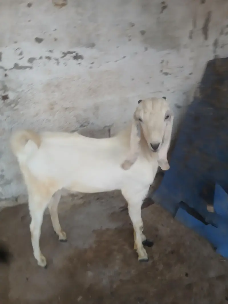 healthy bakra qurbani ke lia — photo 4