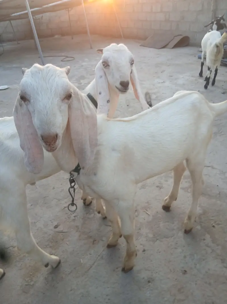 healthy bakra qurbani ke lia — photo 5