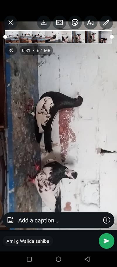 1 breeder pair guldar kalyara kala khal k pair