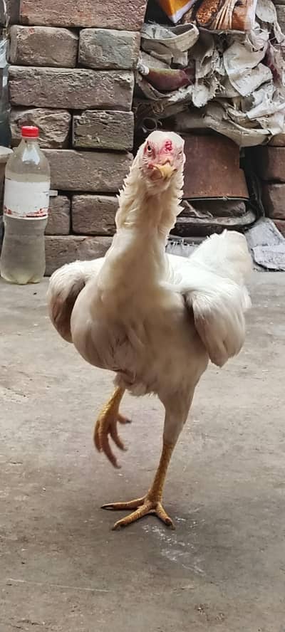 Paper White Aseel Murgi with 6 chick's for sale