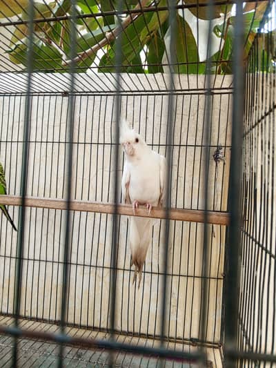 Healthy Bird Hai Male Hai contct zero three 100 for five four six 924