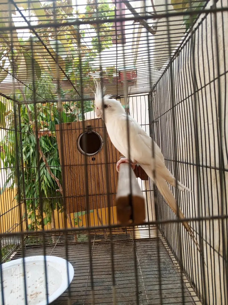 Healthy Bird Hai Male Hai contct zero three 100 for five four six 924 — photo 2