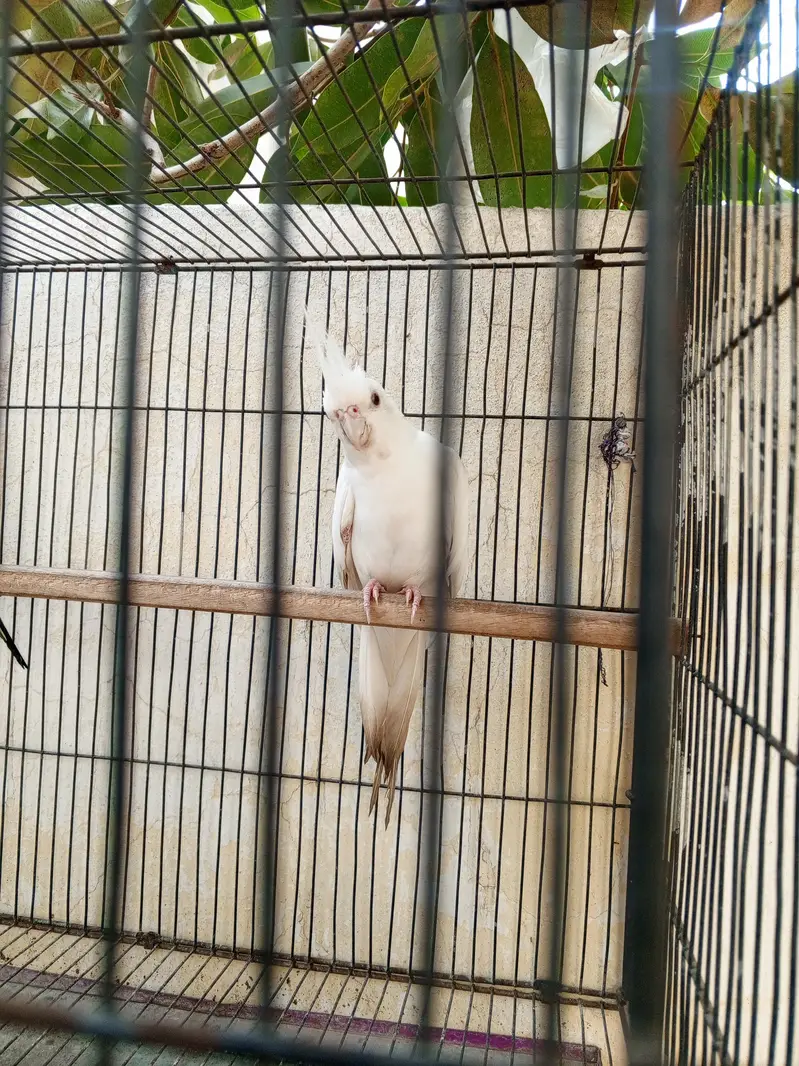 Healthy Bird Hai Male Hai contct zero three 100 for five four six 924 — photo 3