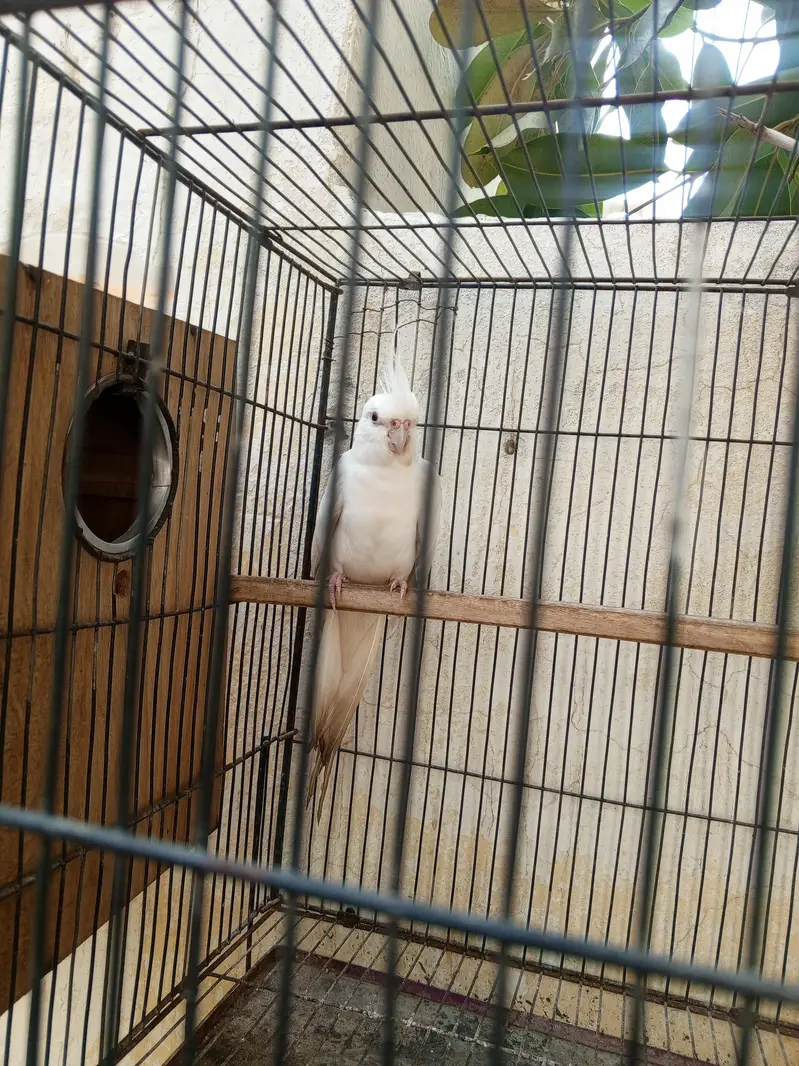 Healthy Bird Hai Male Hai contct zero three 100 for five four six 924 — photo 4