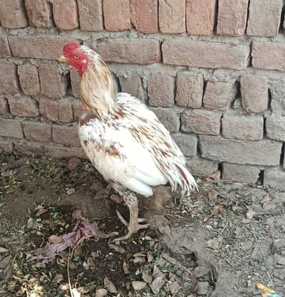 aseel white hen