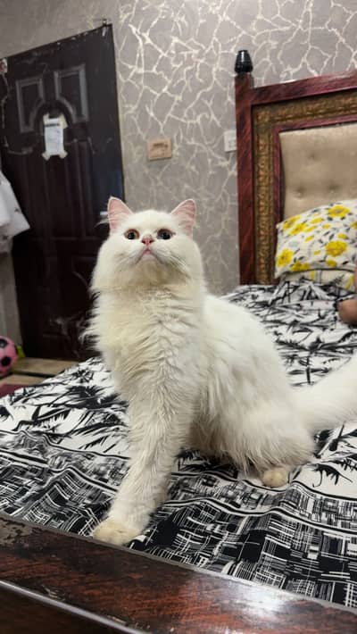 Persian Female for Adoption
