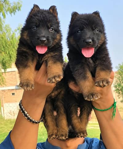 German Shepherd double coat pear 2 months for sale