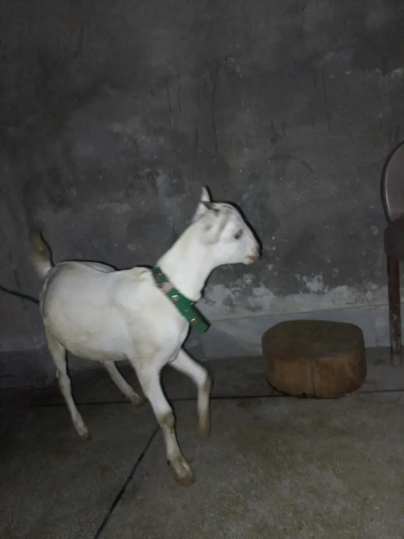 pure white tedi 0 size — photo 2
