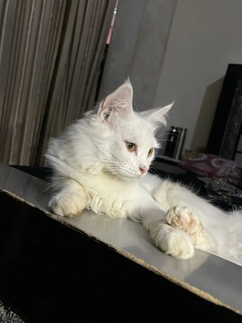 Persian Male Kitten For Sale — photo 2