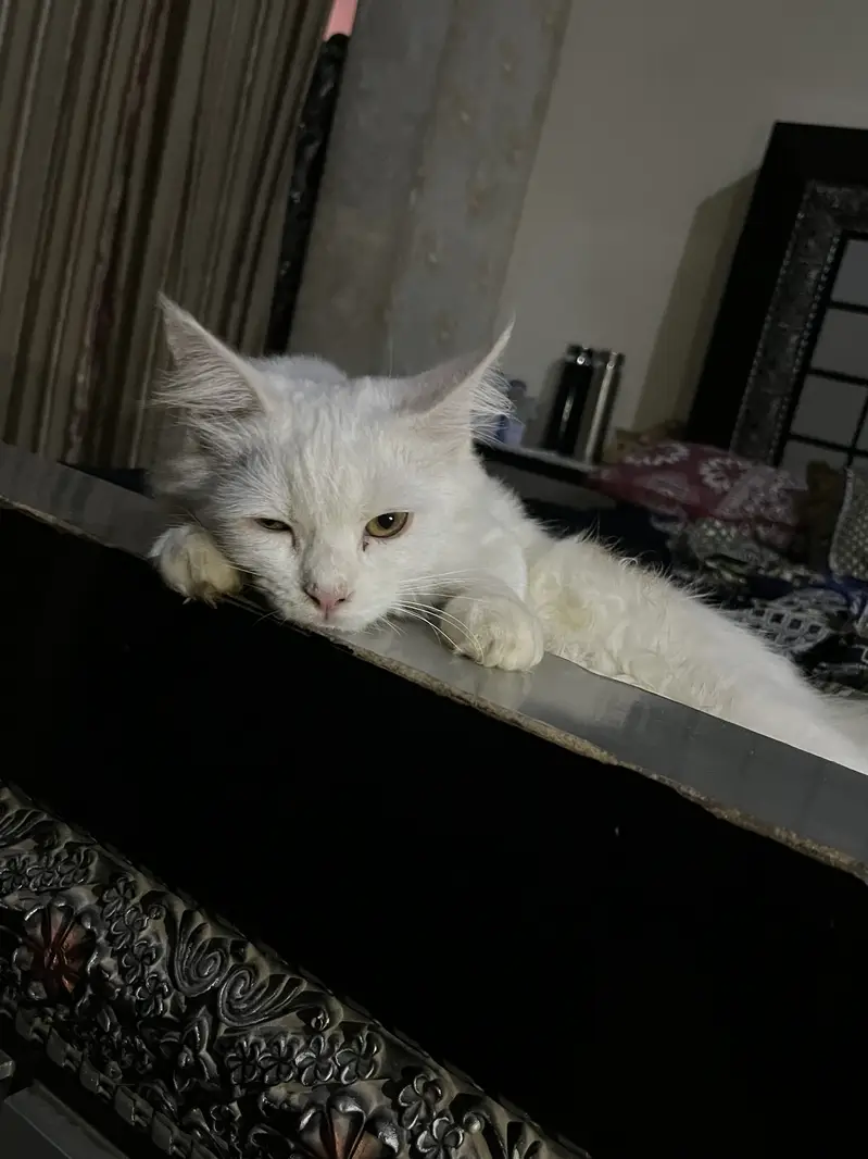 Persian Male Kitten For Sale — photo 3