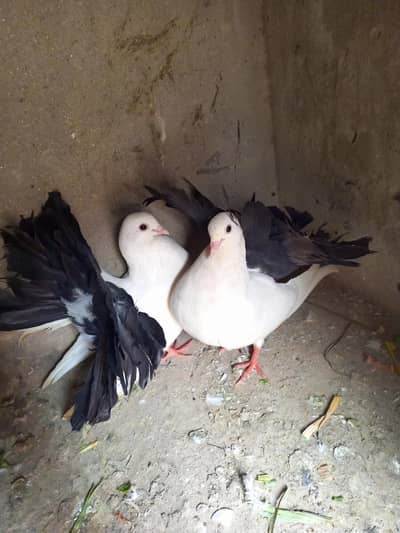 english modern black fantail pair