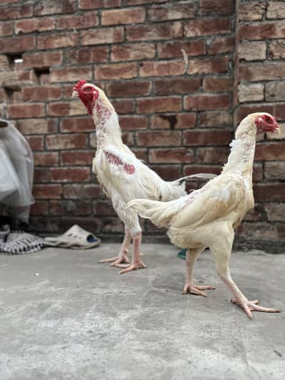 Pure white shamo pair