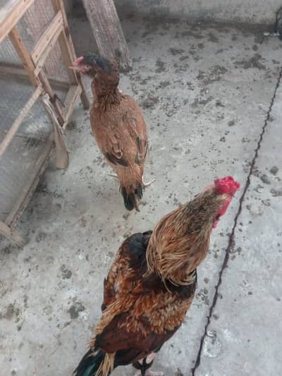 Pair of Aseel Morgha and Morghi