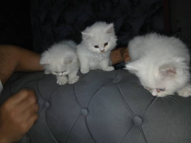 kitten 0