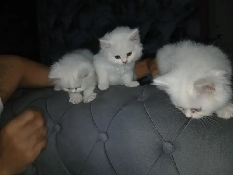 kitten