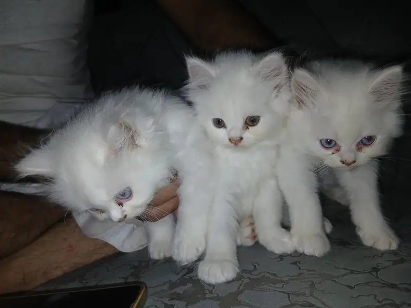 kitten — photo 2