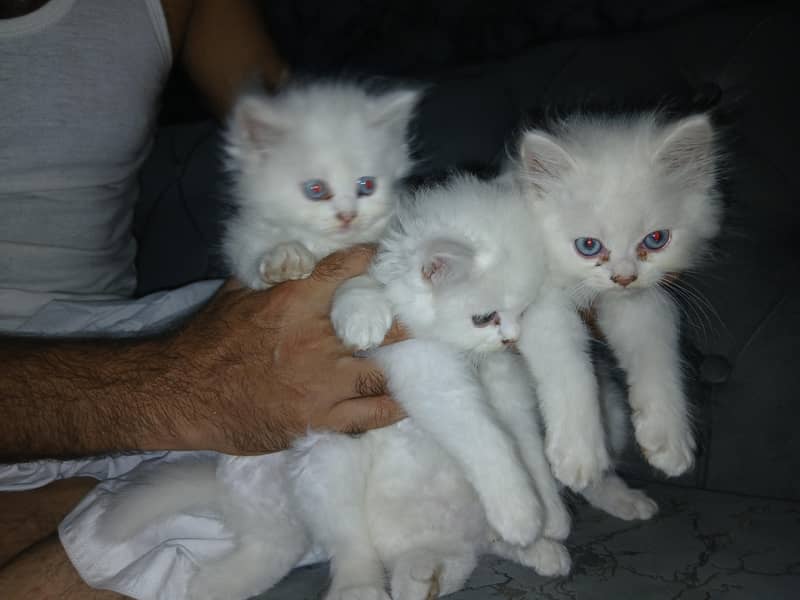 kitten 2