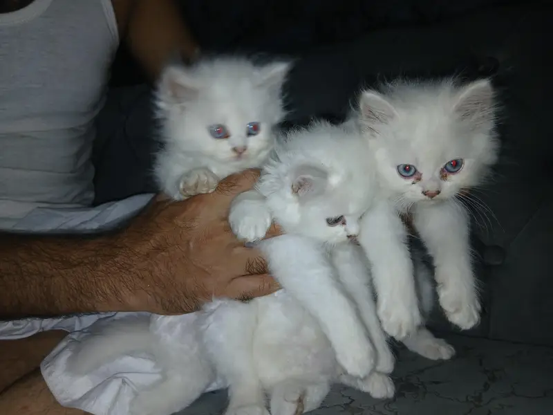 kitten — photo 3