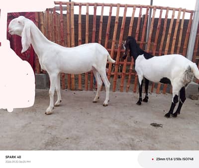 Rajanpuri , sidhi goat , khali bakrian for sale